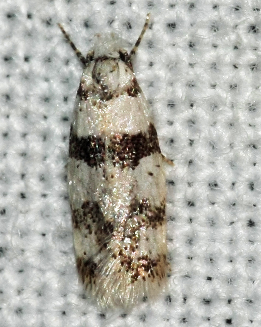 Aprominta spec.? on Crete on 28-09-2012;ID-species ?